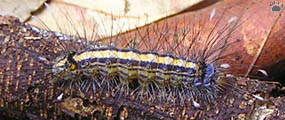 caterpillar