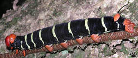 caterpillar