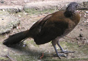 bird