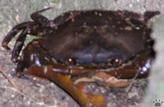 crab