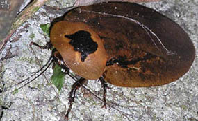 cockroach