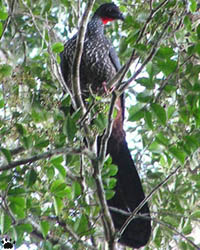 bird