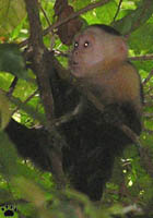 monkey