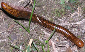 millipede