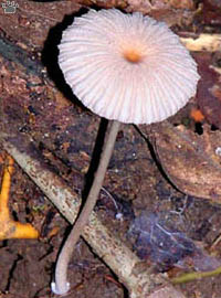 mushroom
