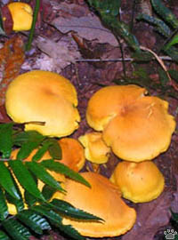 mushroom