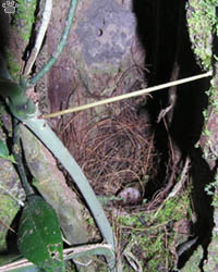 nest