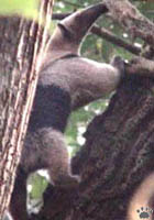 anteater
