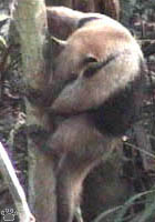 anteater