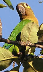 bird