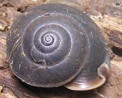 snail