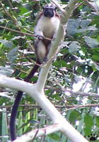 monkey