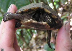 turtle