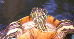 turtle