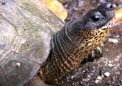turtle
