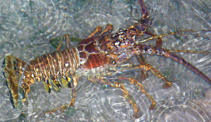 lobster