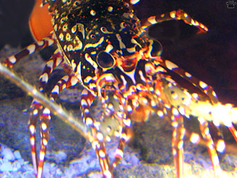 lobster
