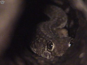 gecko