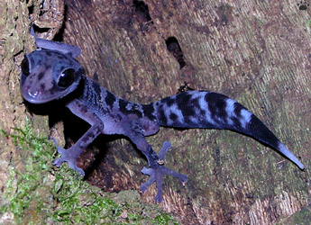 gecko