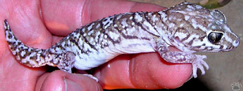 gecko