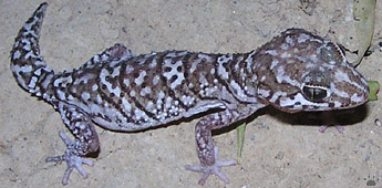 gecko