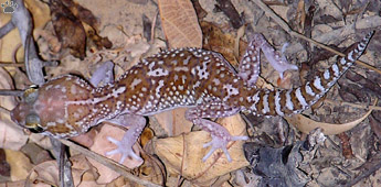 gecko