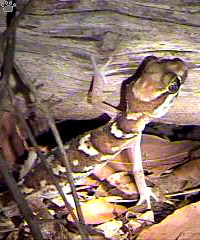 gecko