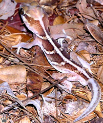 gecko