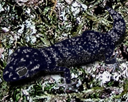 gecko