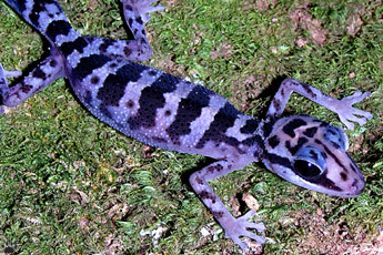 gecko