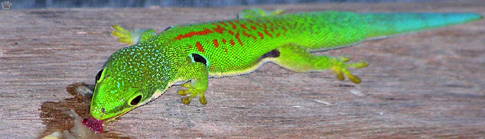 gecko