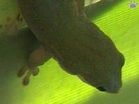 gecko