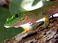 gecko