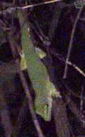 gecko