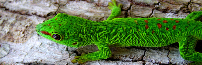 gecko