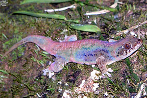 gecko