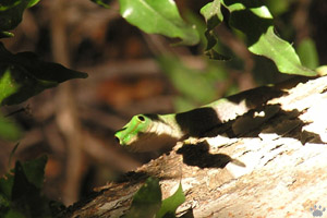 gecko
