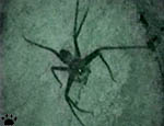 spider