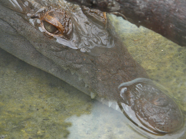 croc