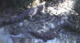 croc