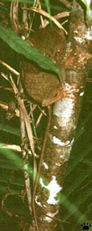 tarsier