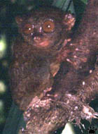 tarsier