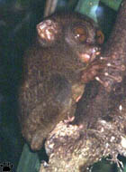 tarsier