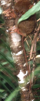 tarsier