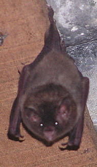 bat