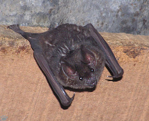 bat