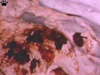 cave