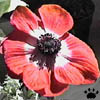 poppy