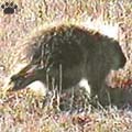 porcupine