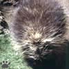 porcupine